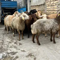 تازه کشتار عرضه گوسفند بره زنده|حیوانات مزرعه|تهران, شمشیری|دیوار