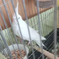 عروس هلندی آلبینو ماده|پرنده|آباده, |دیوار