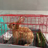 فروش خرگوش