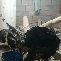 بوقلمون نر|حیوانات مزرعه|مشهد, هدایت|دیوار