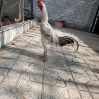 مرغ و خروس لاری معاوضه با کفتر