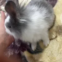 فروش خرگوش