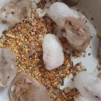 همستر کمپل مینیاتوری خاص چشم قرمز|موش و خرگوش|تهران, نازی‌آباد|دیوار