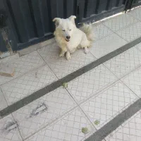 سگ پا کوتاه