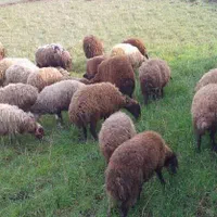 فروش دام زنده با قیمت استثنایی|حیوانات مزرعه|رشت, شهرک آیت الله منتظری|دیوار