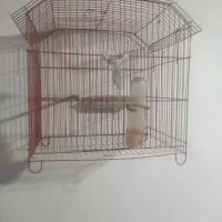 قفس پرنده باجای آب جای دون و متعلقات نونو سالم