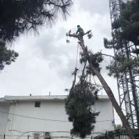 هرس درختان با ارتفاع بالا
