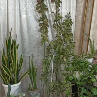 گل فردوس دومتری و کاکتوس