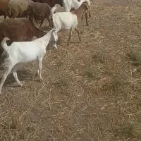 تکه پاکستانی بز آبس|حیوانات مزرعه|گرگان, |دیوار