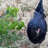 تخم نطفه دار گلین طوسی و پنگوئنی|حیوانات مزرعه|اصفهان, تیران|دیوار