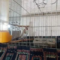 سهره نر درجه یک