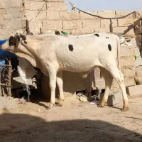 گوساله نر الشتاین کل اصل|حیوانات مزرعه|زابل, |دیوار