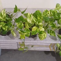 فروش انواع گل و گیاه آپارتمانی|گل و گیاه طبیعی|خاش, |دیوار