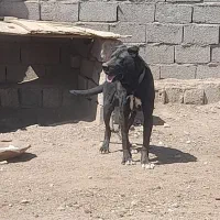 سگ نگهبانی