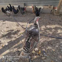 بوقلمون ماده