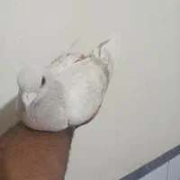کفتر|پرنده|ماهان, |دیوار