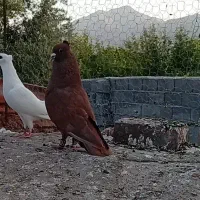کفتر نرو ماده گلی