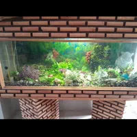 آکواریوم کلبه ای|ماهی|تهران, خرمشهر|دیوار