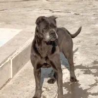 کین کور ایتالیایی|سگ|بومهن, |دیوار