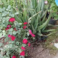 الوورا بوته ای ده تعدادمحدود