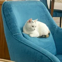 واگذاری گربه