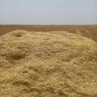کاه گندم