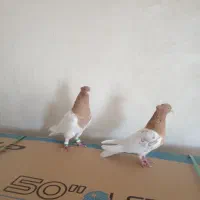 کبوتر کله زرد|پرنده|هریس, |دیوار