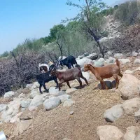 ۵راس نری