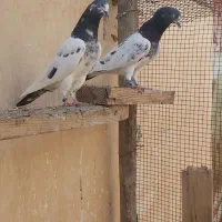 تیدی پاکستانی|پرنده|بندر ماهشهر, |دیوار