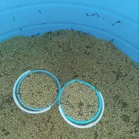 پخش عمده  زیتون در سراسر کشور|عمده‌فروشی|منجیل, |دیوار