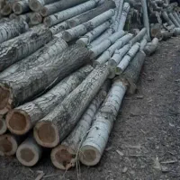 خرید انواع درخت و چوب در تمام استان به صورت نقدی|خدمات باغبانی و درختکاری|اردبیل, |دیوار