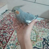 عروس هلندی قهوه ای دستی ماده کاملا دستی هست