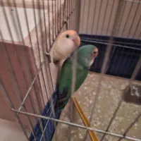 پرنده سالم و خانگی|پرنده|شهرضا, |دیوار