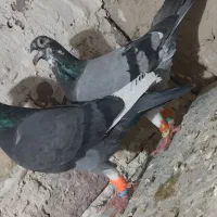 ماده قره سبز آلمانی