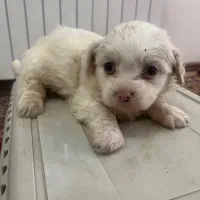 توله سگ ۴ عدد|سگ|تبریز, |دیوار