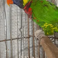 طوطی لری نر|پرنده|سلمان‌شهر, |دیوار