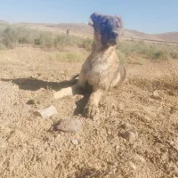 واگذاری سگ سرابی