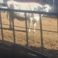 گاو شیری درجه یک