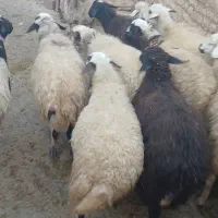 گوسفند|حیوانات مزرعه|سارال, |دیوار