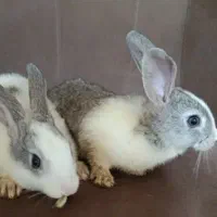 واگذاری خرگوش