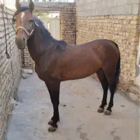 اسب باری سقز بانه آرمرده|اسب و تجهیزات اسب‌سواری|سقز, |دیوار