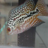 ماهی فلاور کامفا