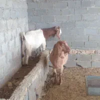 بز یا همون بزن  تماس