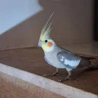 عروس هلندی نر