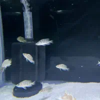 ماهی های تانگانیکا کالووس و پولچر