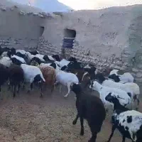 فروش ۳۸ راس میش سومال