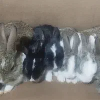 بچه خرگوش300|موش و خرگوش|یزد, |دیوار