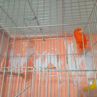 قناری نر و ماده|پرنده|سنقر, |دیوار