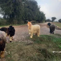 فروش دوبر ۲ سال