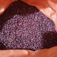 سلام خسته نباشی